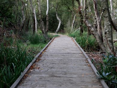 Vintage-Oak-Boardwalk